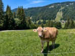Impression - Alp Chalet 2,5 Zimmer mit herrlichem Blick in Balderschwang